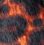 Leopard Print Calf Hair
