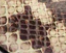 Snake Printed Neutral